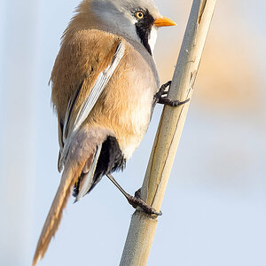 2023-06-11 49 Bearded Reedling.jpg