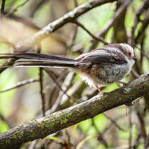 2024-06-25 02 Long-tailed Tit.jpg