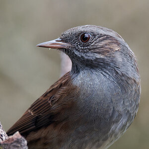 NB274439nikon.jpg