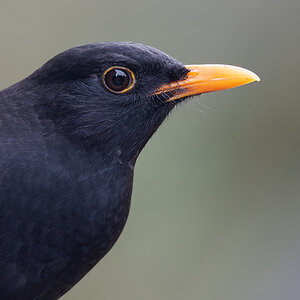 NB274423nikon.jpg