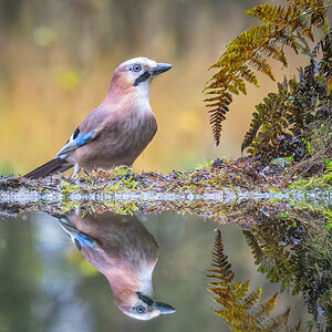 2024-11-15 07 Eurasian Jay.jpg
