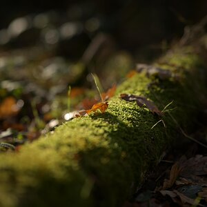 DSC_4507_1200.jpg