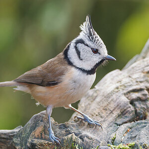 NB284521nikon.jpg