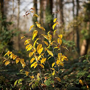 DSC_4485_NIKON Z 5_1200.jpg