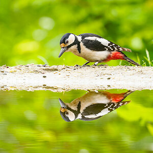 2024-06-04 16 Great Spotted Woodpecker.jpg