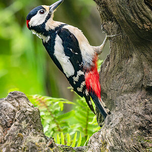 2024-06-04 54 Great Spotted Woodpecker.jpg