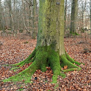 Z50_0136_01.JPG