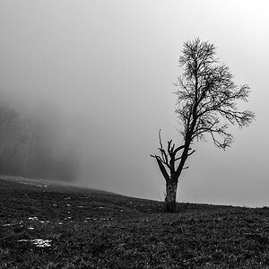 Baum.jpg