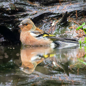 2024-11-15 82 Common Chaffinch.jpg