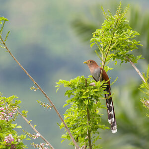 2024-01-19 20 Squirrel Cuckoo.jpg