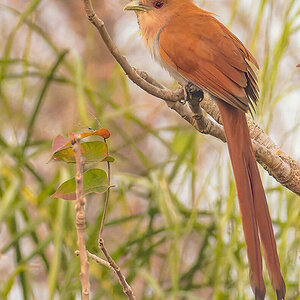 2024-09-13 018 Squirrel Cuckoo.jpg