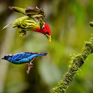 2024-01-04 20 Red-headed Barbet and Golden-naped Tanager.jpg