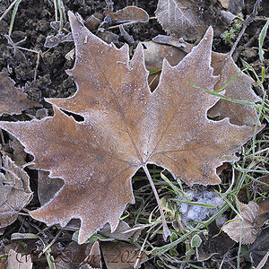 Natur_Winter_DSC0205_15x10x150.jpg