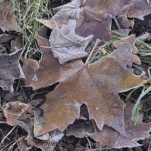 Natur_Winter_DSC0206_15x10x150.jpg