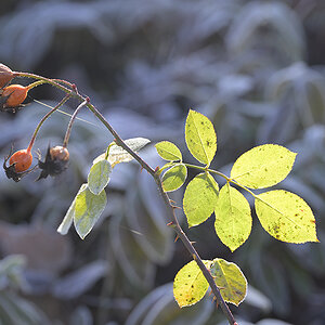 Natur_Winter_DSC0213_15x10x150.jpg