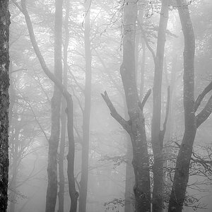 Wald.jpg