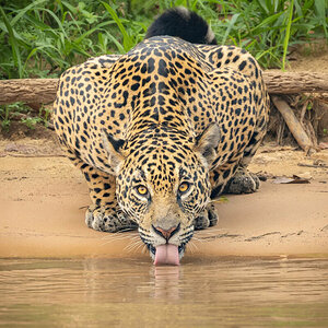 2024-09-21 017 Jaguar.jpg