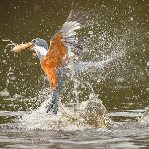 2024-09-15 027 Amazon Kingfisher in Flight with Fish.jpg