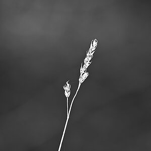 DSC_4734_NIKON Z 5_bw_1200.jpg