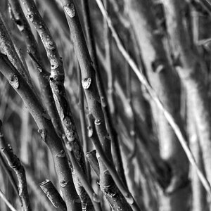 DSC_4741_NIKON Z 5_crop.jpg