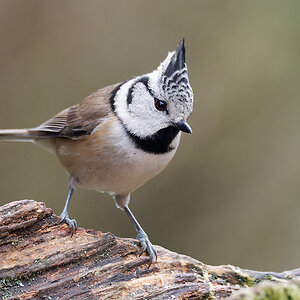 NC115169nikon.jpg