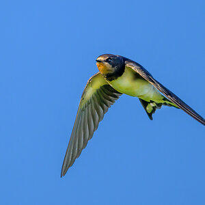 NZ9_7024_Rauchi_Jungvogel_IA_8-2024.jpg