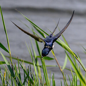NZ9_7897_Rauchi testet Schneke am Halm_IA_6-2024.jpg