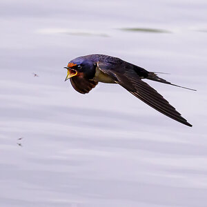 NZ9_6150_Rauchi jagd Insekt_IA_6_2024.jpg