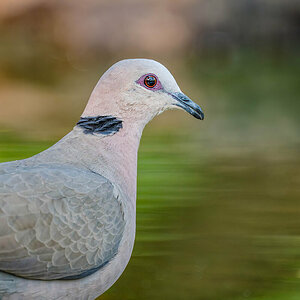 2024-12-13 005 Red-eyed Dove.jpg