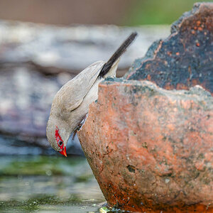 2024-12-13 013 Black-rumped Waxbill.jpg