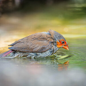 2024-12-13 034 Orange-cheeked Waxbill.jpg