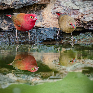2024-12-13 044 Red-billed Firefinches.jpg