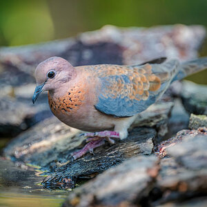 2024-12-13 046 Laughing Dove.jpg