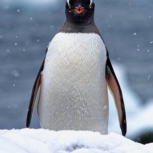 Eselspinguin.jpg