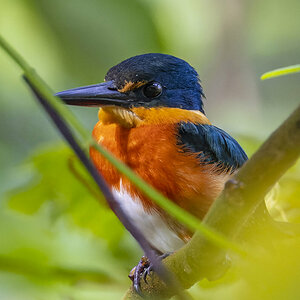 American Pygmy Kingfisher.jpg