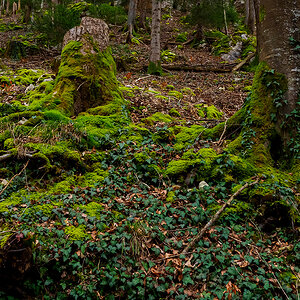 Wald.jpg