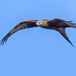 OF5_47530.jpg