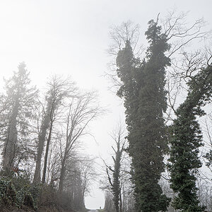 Baum_12.jpg