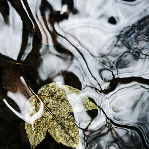 Blatt im Wasser und November