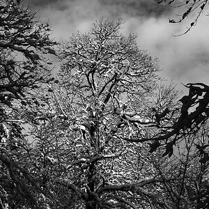 Wald_Q1001133_12.jpg