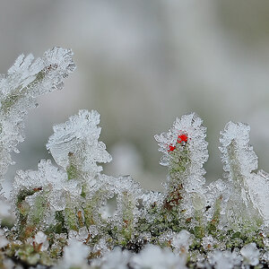 NC275827_12_focusstackingnikon.jpg