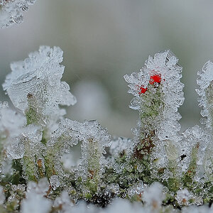 NC275818_8_focusstackingnikon.jpg