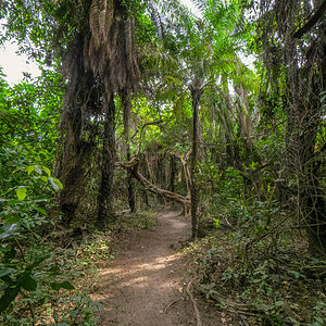 2024-12-16 002 Farasutu Forest.jpg