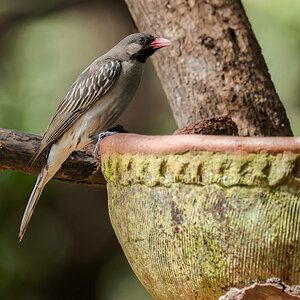 2024-12-16 055 Greater Honeyguide.jpg