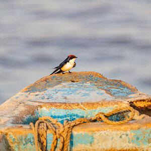 2024-12-17 001 Mosque Swallow.jpg