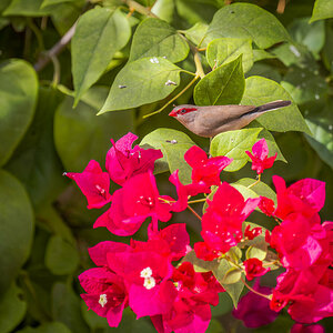 2024-12-17 095 Black-rumped Waxbill.jpg