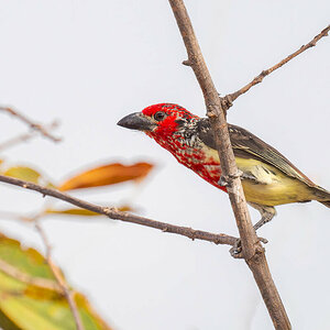 2024-12-17 110 Violet Barbet.jpg