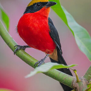 2024-12-18 010 Yellow-crowned Gonolek.jpg