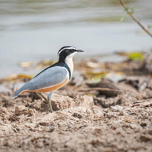 2024-12-18 056 Egyptian Plover.jpg