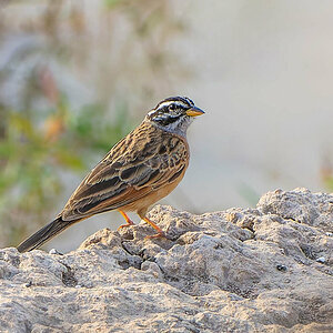 2024-12-21 109 Goslings Bunting.jpg